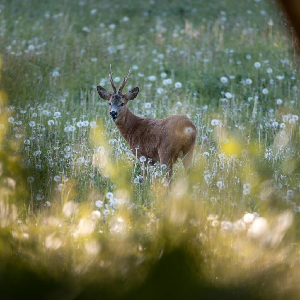 optics for deer hunting