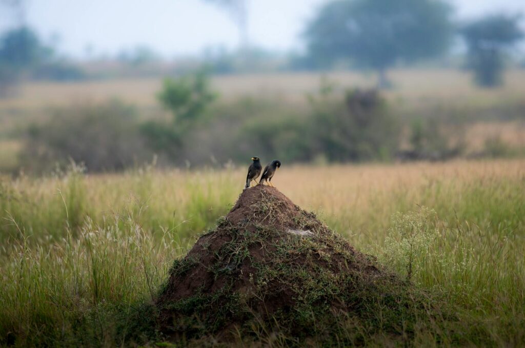 top binoculars for birdwatching